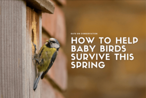 How to help baby birds survive this spring