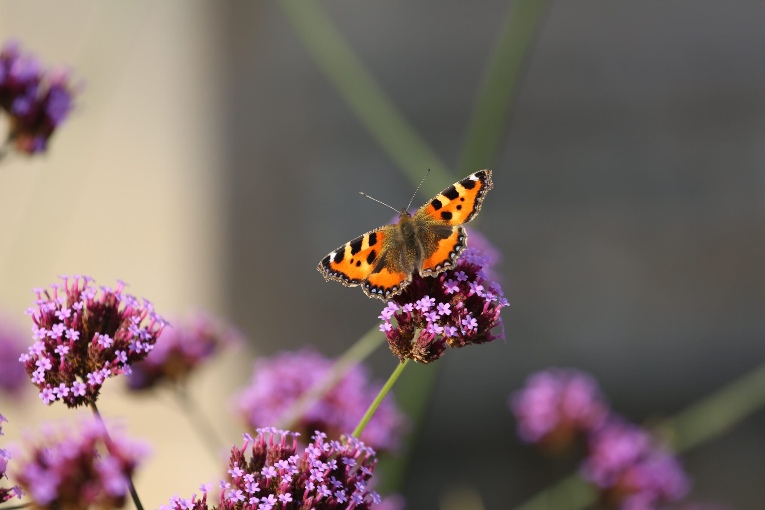 Top 5 ways to attract butterflies to your garden