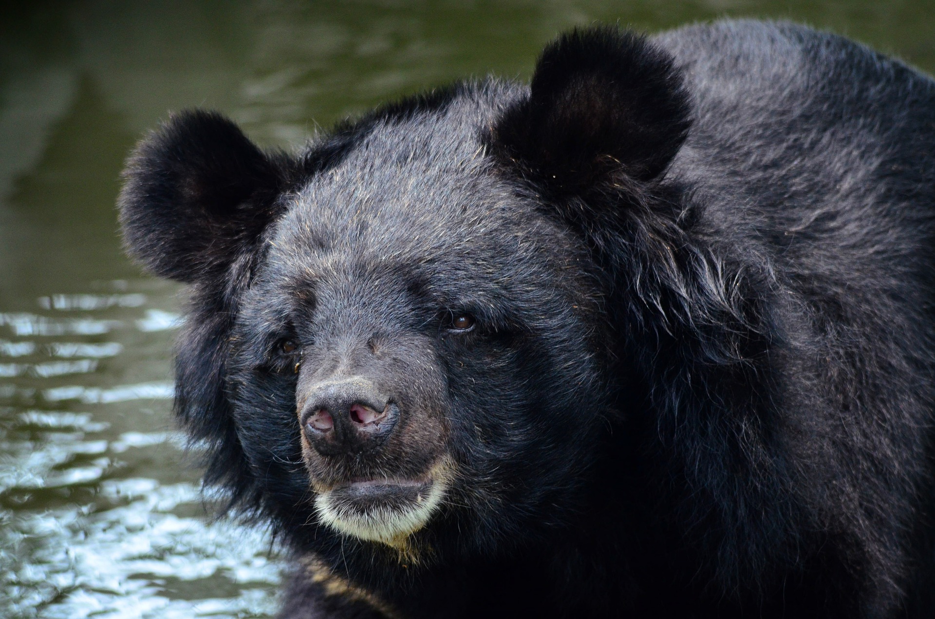 How to Change the World One Moon Bear at a Time