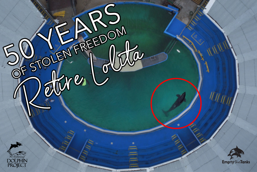 Lolita the orca: 50 years in a tank