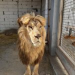 Facebook group rallies to free forgotten lions in Ukraine