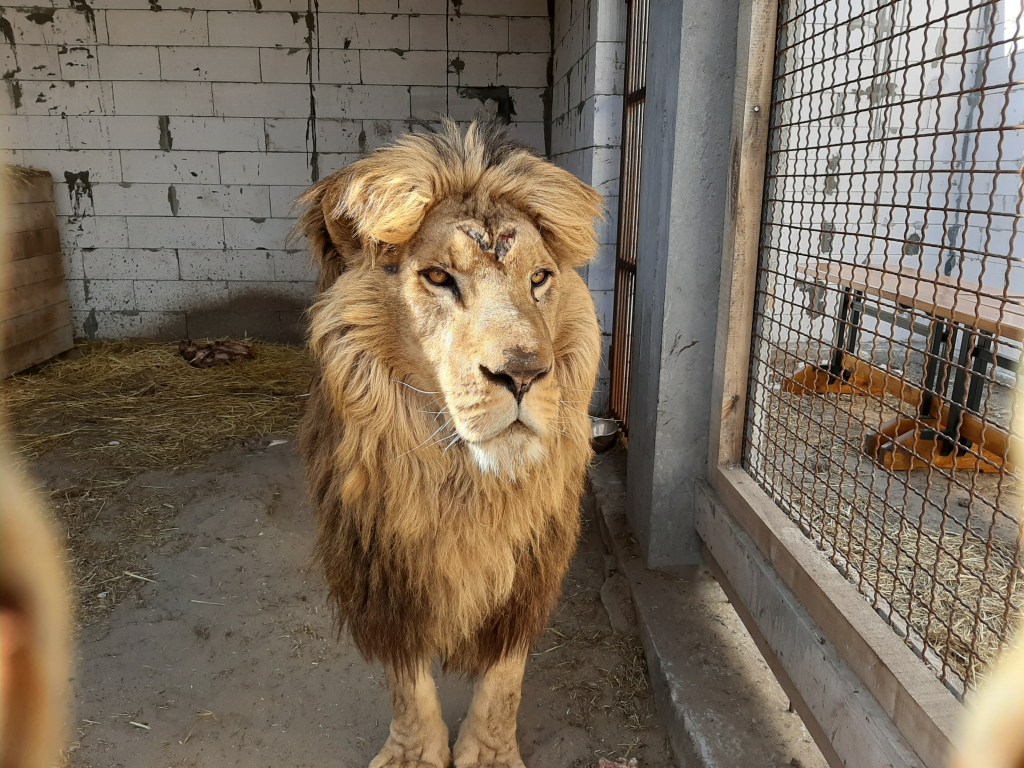 Facebook group rallies to free forgotten lions in Ukraine