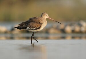 Black-Tailed Godwits need our help. This is why.