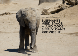 Elephants Need Space – and realistically, zoos simply can’t provide it.