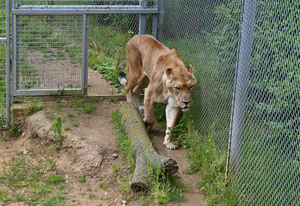 Shadows of wild selves and other forms of animal abuse: guest post by Shubhobroto Ghosh