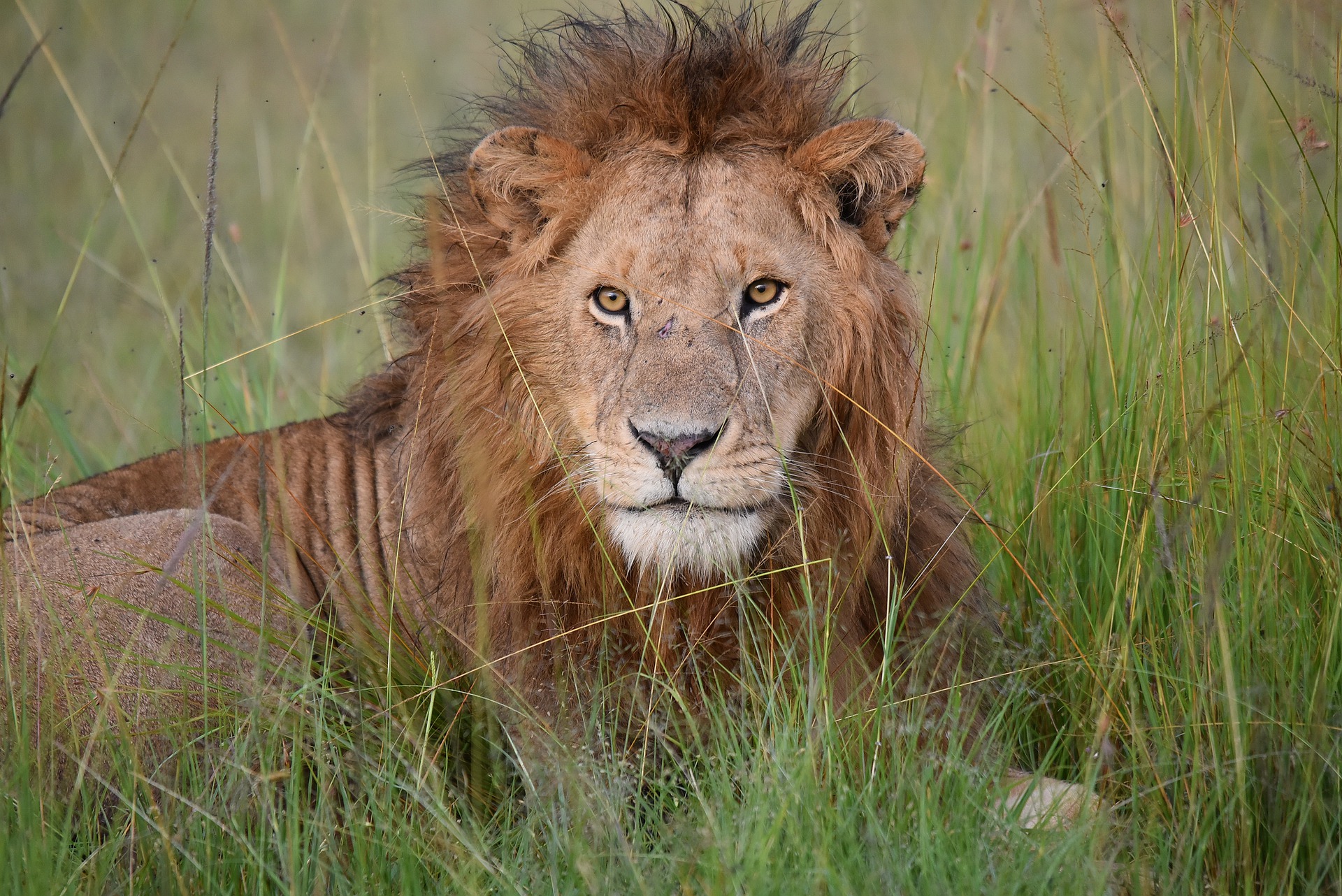 8 reasons to plan a visit to the Maasai Mara