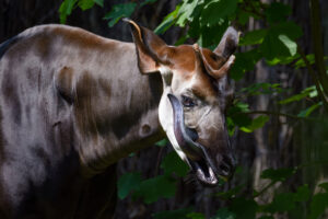 The Mystery Of The Okapi’s Black Tongue