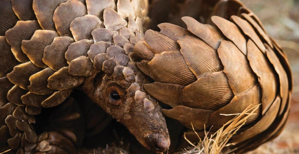 Speaking up for pangolins through art and technology