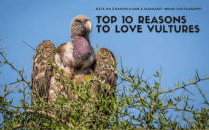 Top 10 reasons to love vultures